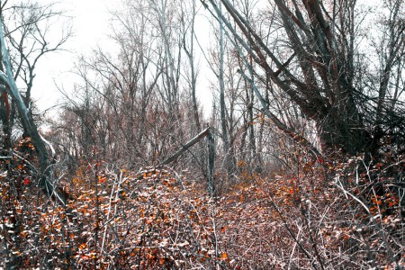 Broken tree in the background