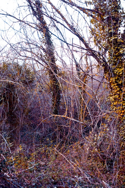 Ivy climbing up the poplars 03