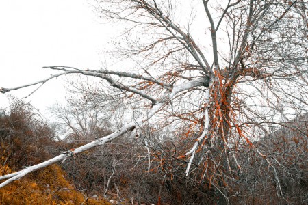 Large dead branch hung on tree